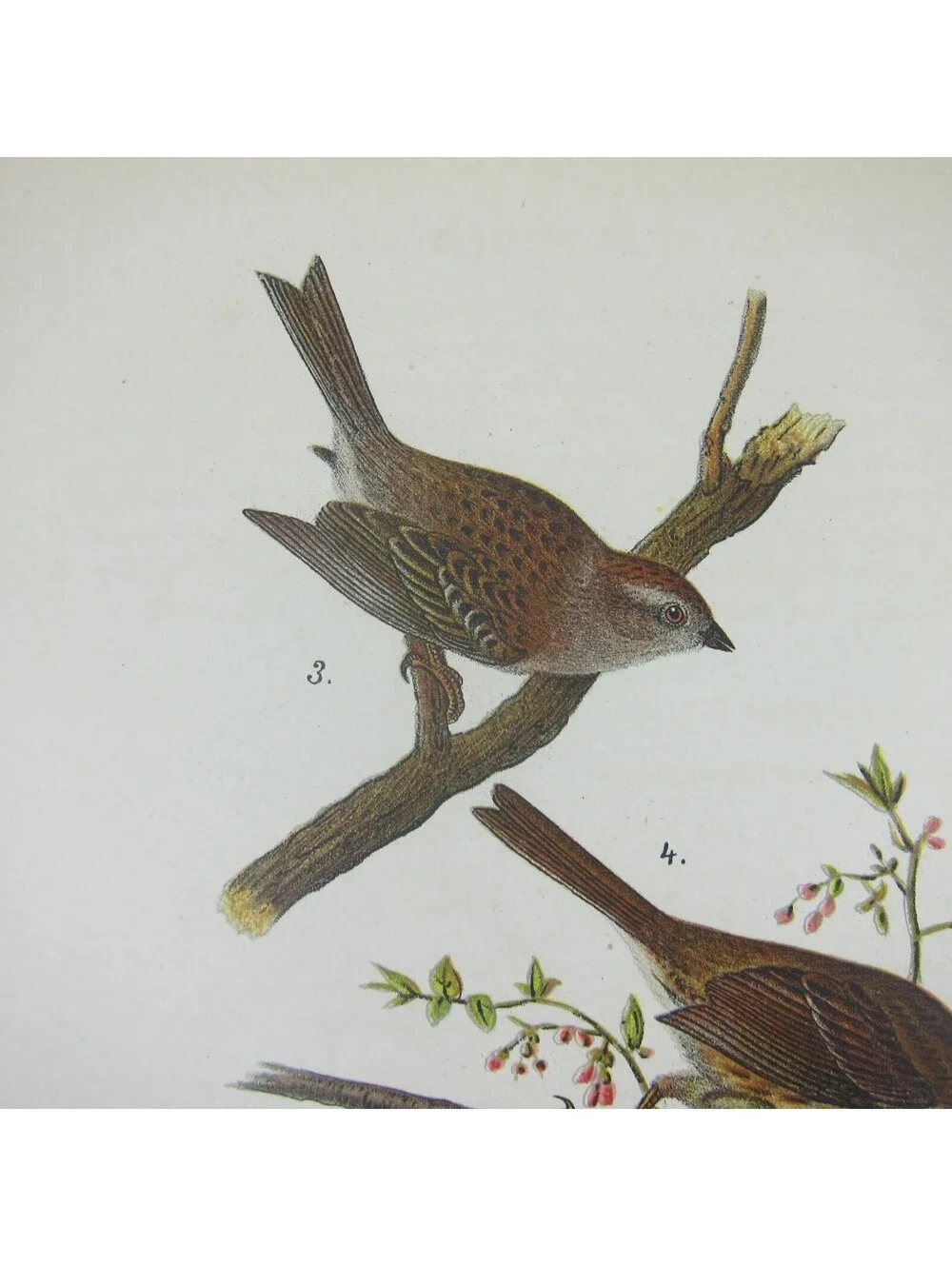 Bird Print After John James Audubon Purple Finch Chipping & Song Sparrow Antique